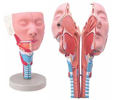 Head with Pharynx Muscles